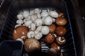 Blog 35 - 4 mushrooms