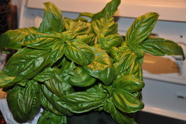 Alpha Vitality | Presto Pesto (and other ways to use basil)